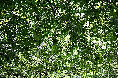 《五等分的花嫁 与你共度的五段回忆》新PV 游戏6月2日发售